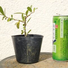 盆栽素材ピラカンサー１