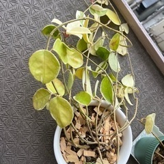 観葉植物差し上げますの画像