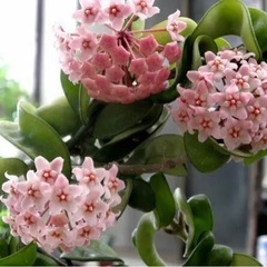 観葉植物差し上げますの画像