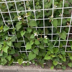 ドクダミの苗の画像