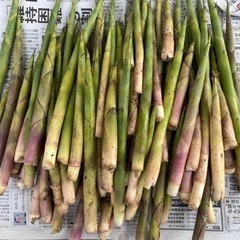 長野県産 ネマガリダケ 根曲がり竹