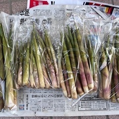 長野県産 ネマガリダケ 根曲がり竹の画像