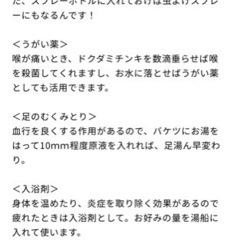 ドクダミの苗の画像