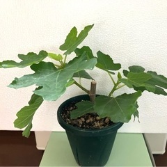 フランス原産イチジク《鉢植え》の画像