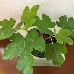 フランス原産イチジク《鉢植え》の画像