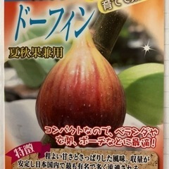 フランス原産イチジク《鉢植え》