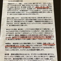フランス原産イチジク《鉢植え》の画像