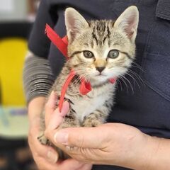 保護猫推定2ヶ月の女の子