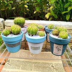 可愛いミニサボテン🌵お好きな方へ