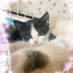 生後1ヶ月くらい　可愛い子猫ちゃん2匹です！オスメス　ミケ　里親...