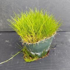 水草　ショートヘアーグラスADA