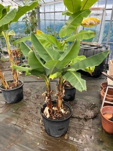 新価格‼️モンキーバナナ（2本立）【③】