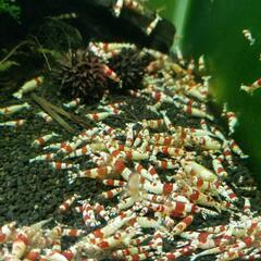 レッドビーシュリンプ 60匹 5000円　格安 NO51の画像