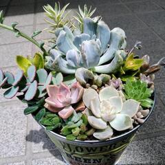 ✢多肉植物✢　寄せ植え　0605の画像