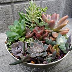 ✢多肉植物✢　寄せ植え　0605