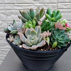 ✢多肉植物✢　寄せ植え　0605の画像