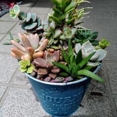✢多肉植物✢　寄せ植え　0605の画像