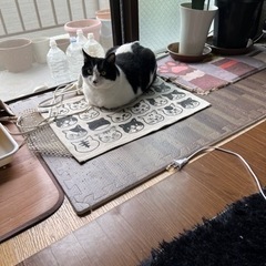 猫3歳女の子差し上げます