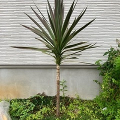 コルジリネ(みどり色)の画像