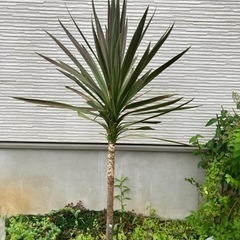 コルジリネ(みどり色)の画像