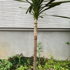 コルジリネ(みどり色)の画像