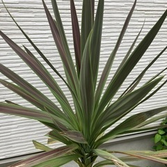 コルジリネ(みどり色)の画像