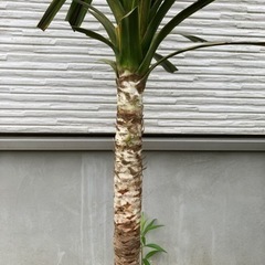 コルジリネ(みどり色)の画像