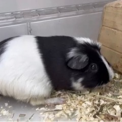 多頭飼育崩壊より保護(モルモット)の画像