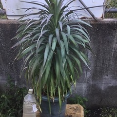 ＊ユッカ　デｲスメテｲアーナ７０センチ＊