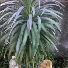 ＊ユッカ　デｲスメテｲアーナ７０センチ＊の画像