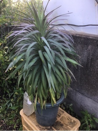 ＊ユッカ　デｲスメテｲアーナ７０センチ＊