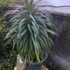 ＊ユッカ　デｲスメテｲアーナ７０センチ＊の画像