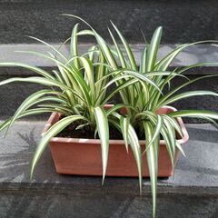 ★折り鶴ラン　オリズルラン　ミニプランタンに２株植栽　高さ約３０...