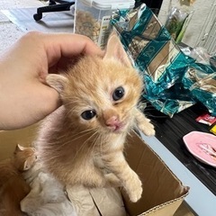 野良子猫　オレンジ色　2匹