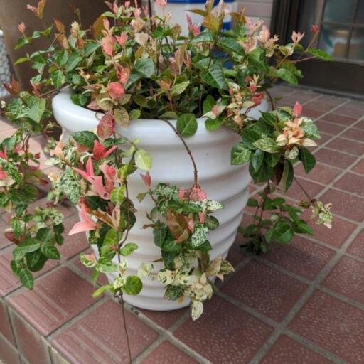 初雪かずらの鉢植有り難うございました。