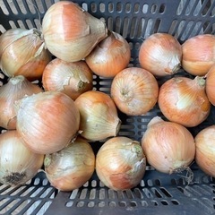 ①新玉ねぎ5キロ