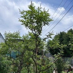セイヨウニンジンボク　2メートル超え