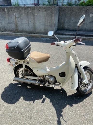 大人気✴︎リトルカブ