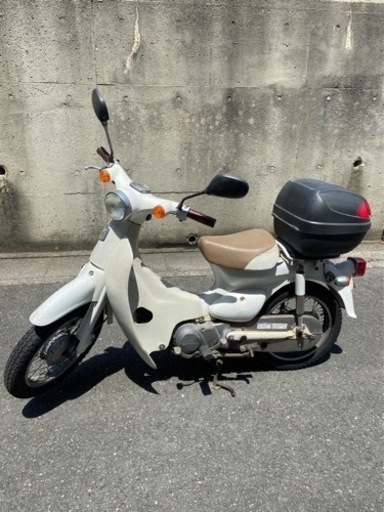 大人気✴︎リトルカブ