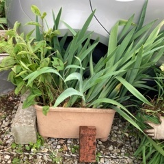 【無料】❀園芸用の草花・植木❀　差し上げます！（第4弾）の画像