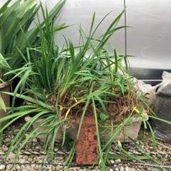 【無料】❀園芸用の草花・植木❀　差し上げます！（第4弾）の画像