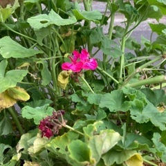 【無料】❀園芸用の草花・植木❀　差し上げます！（第4弾）の画像