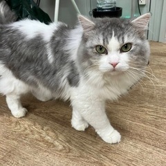 ラガマフィンの男の子♪