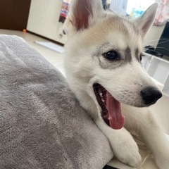 神奈川区もしくは保土ヶ谷区で大型犬がいる方