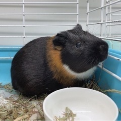 多頭飼育崩壊より保護(モルモット) - 明石市