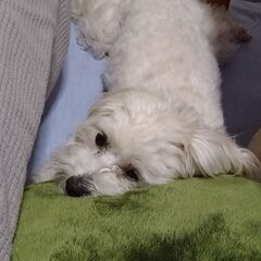 犬友募集
