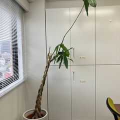 観葉植物（3鉢）