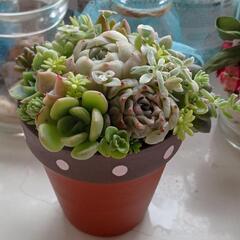 多肉植物 ミニミニ 寄せ植え
