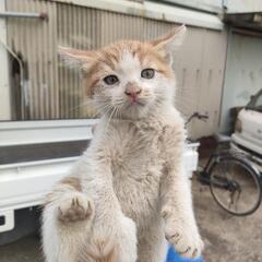 茶色ハチワレ♂　1ヶ月くらい　真っ直ぐ尻尾
