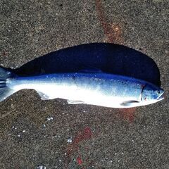 釣り仲間募集